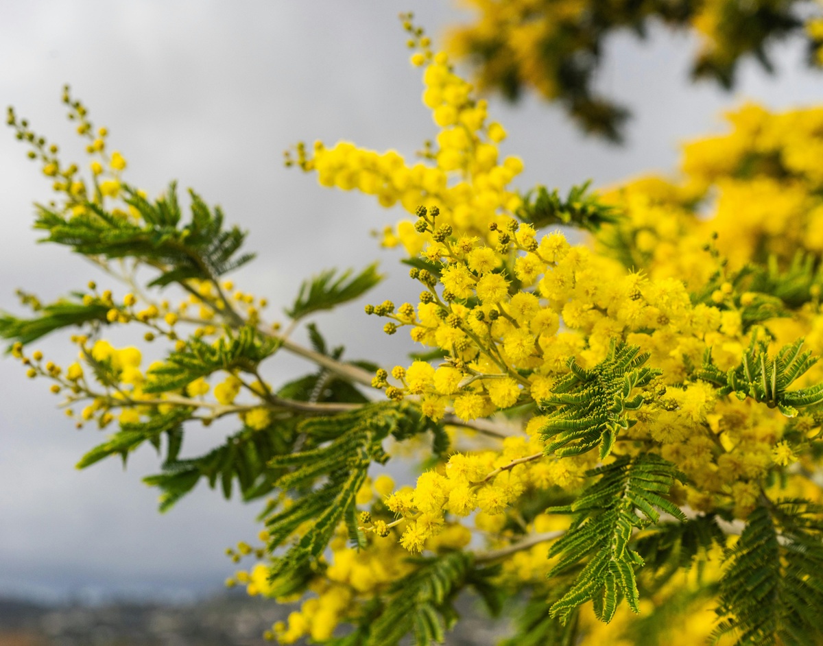 fiore di mimosa