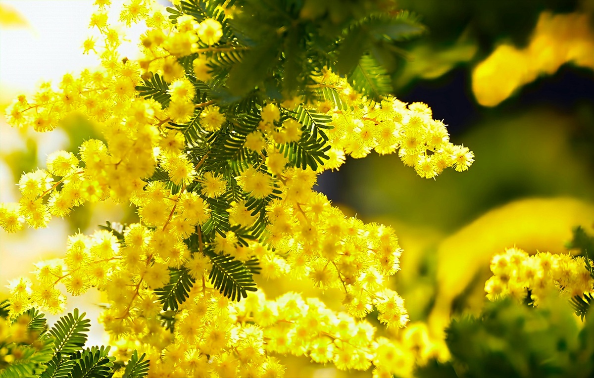 fiori di mimosa