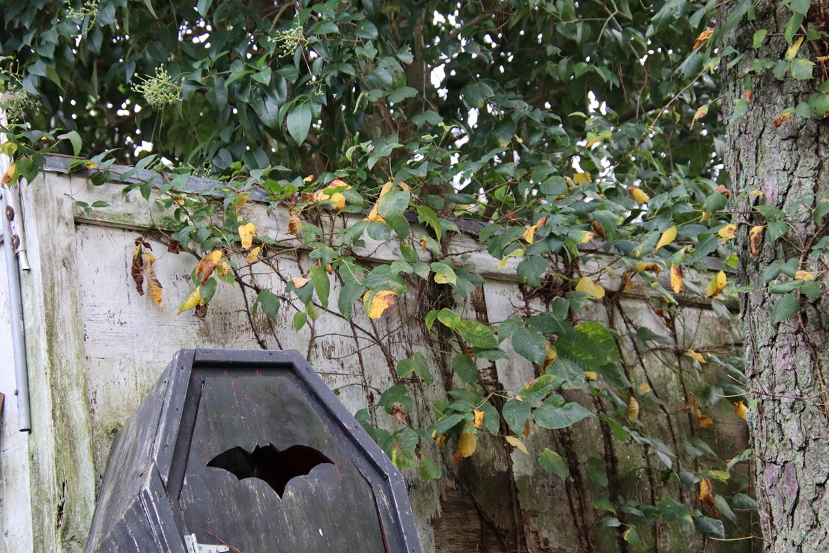bat-box in un giardino