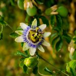 passiflora
