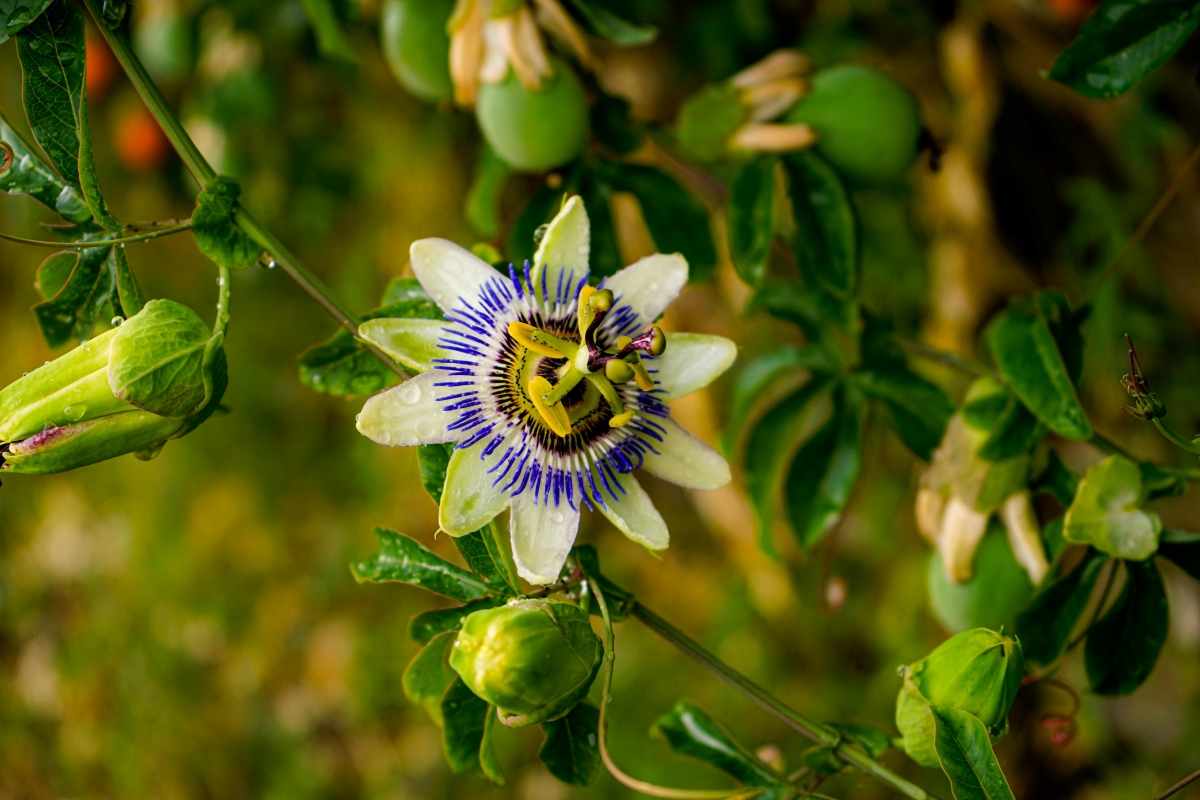 passiflora
