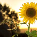 girasole-al-tramonto