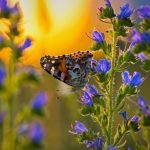 farfalla, simbolo dell'anima