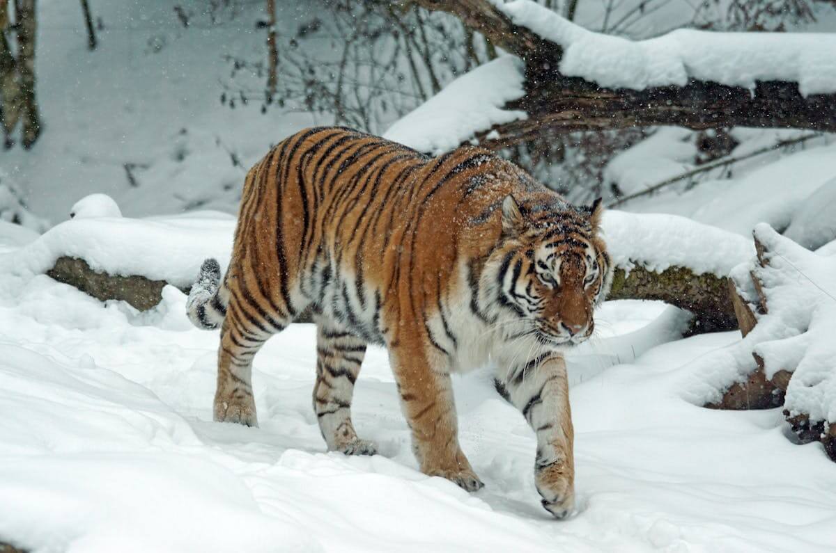 Una tigre siberiana nella neve