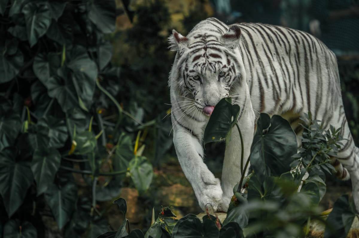 Una rara tigre bianca