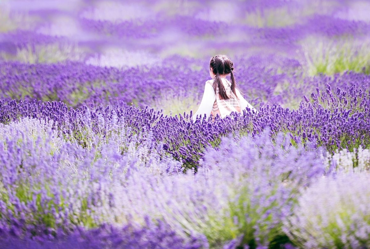 bambina in un campo di lavanda