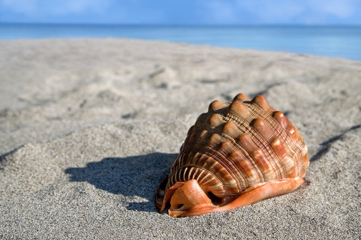 conchiglia di mare