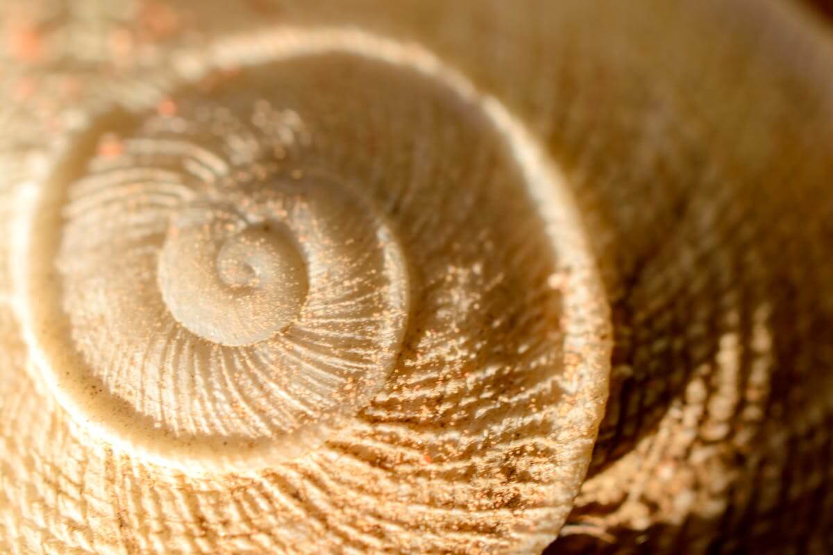 La spirale del mare