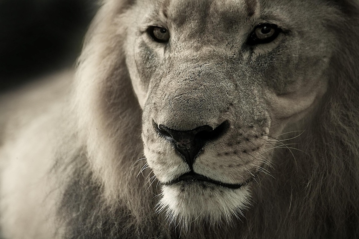 leone