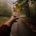 le foglie che cadono, simbolo di impermanenza