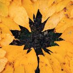 creare un mandala con le foglie morte