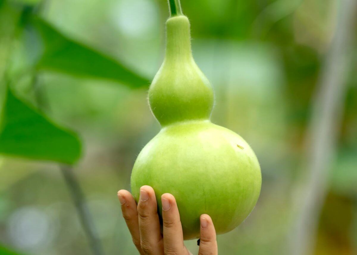 la zucca a fiasco del Vecchio Continente era usata come lanterna