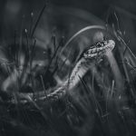 Un serpente nell'erba