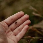 coccinella appoggiata su una mano