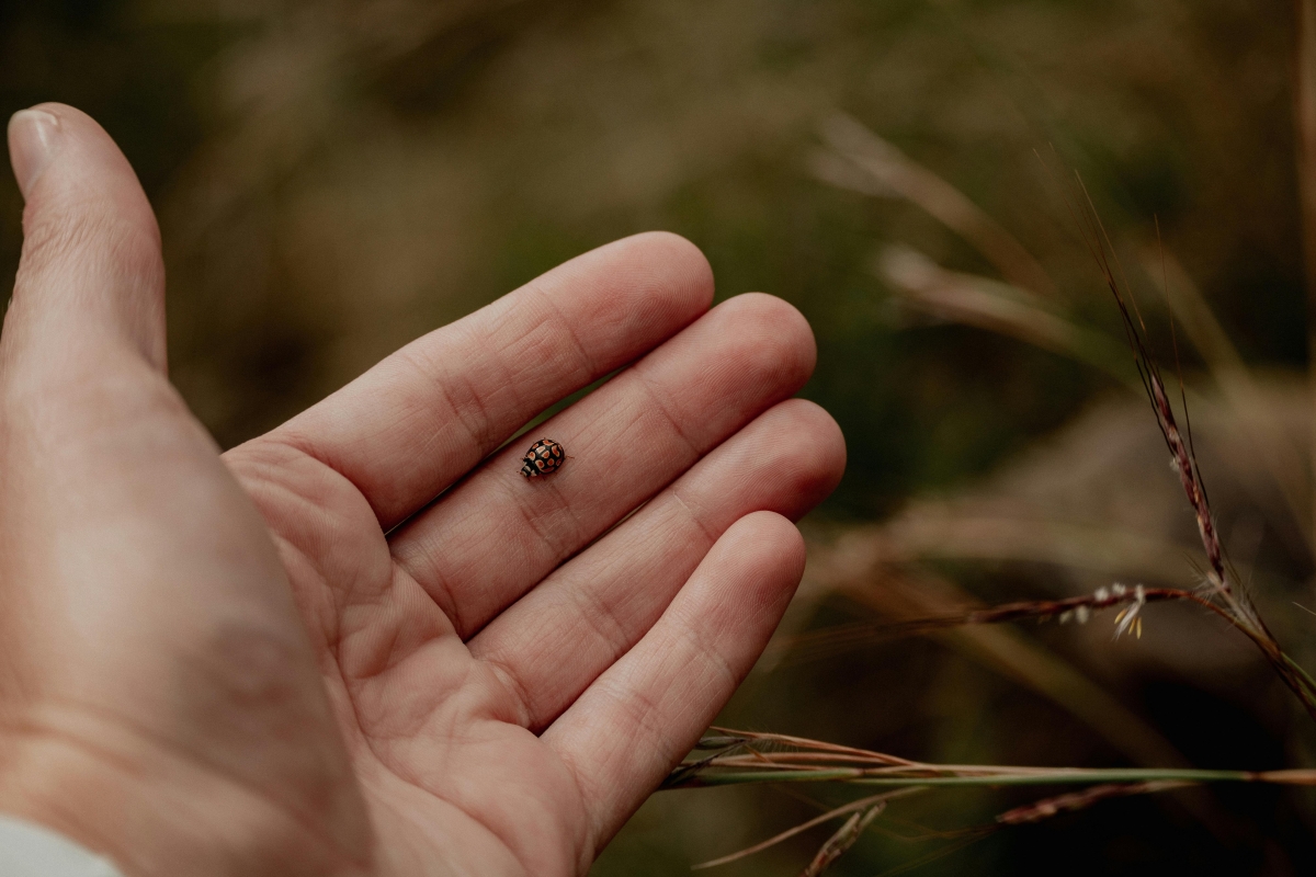 coccinella appoggiata su una mano