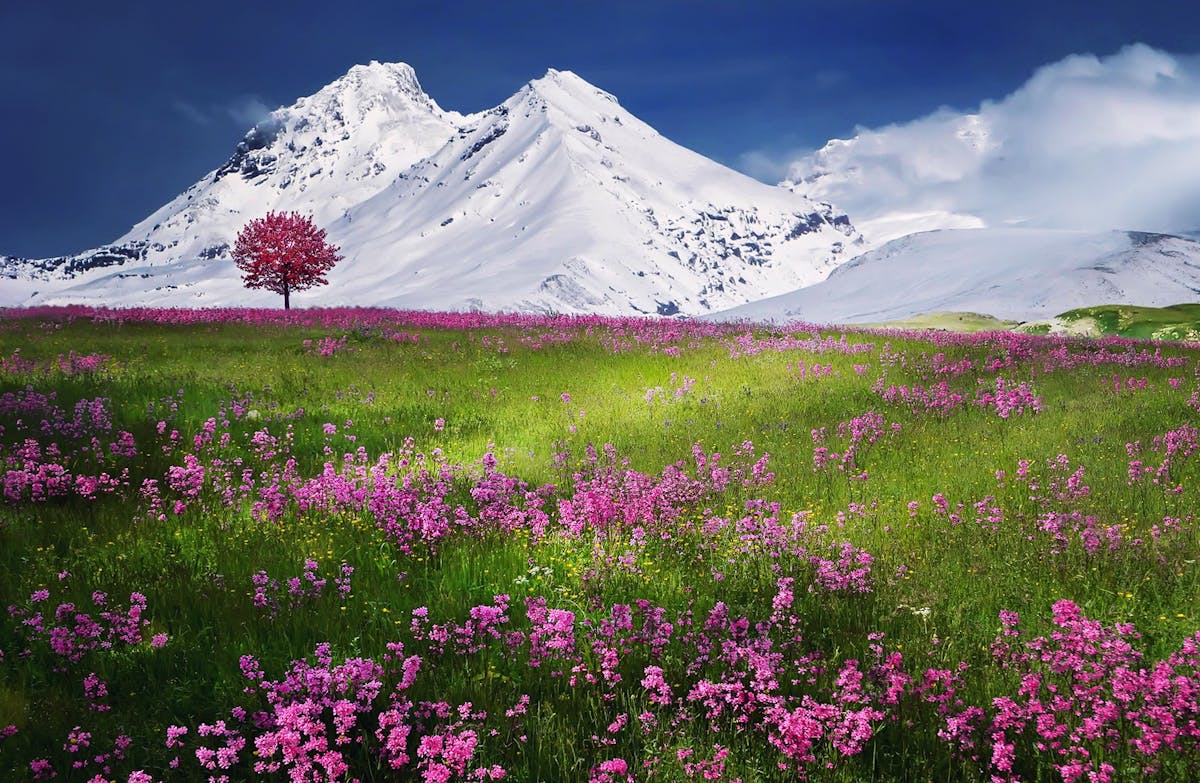Montagne innevate e fiori, simbolo del passaggio tra stagioni dell'equinozio di primavera