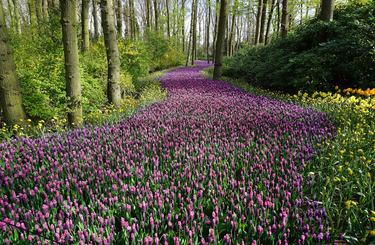 Un sentiero fiorito nel bosco, luogo di passaggio, limine simbolico