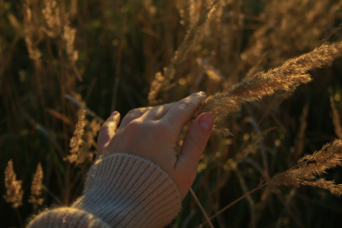 Una mano accarezza un erba alta mostrando una sensibilità innata