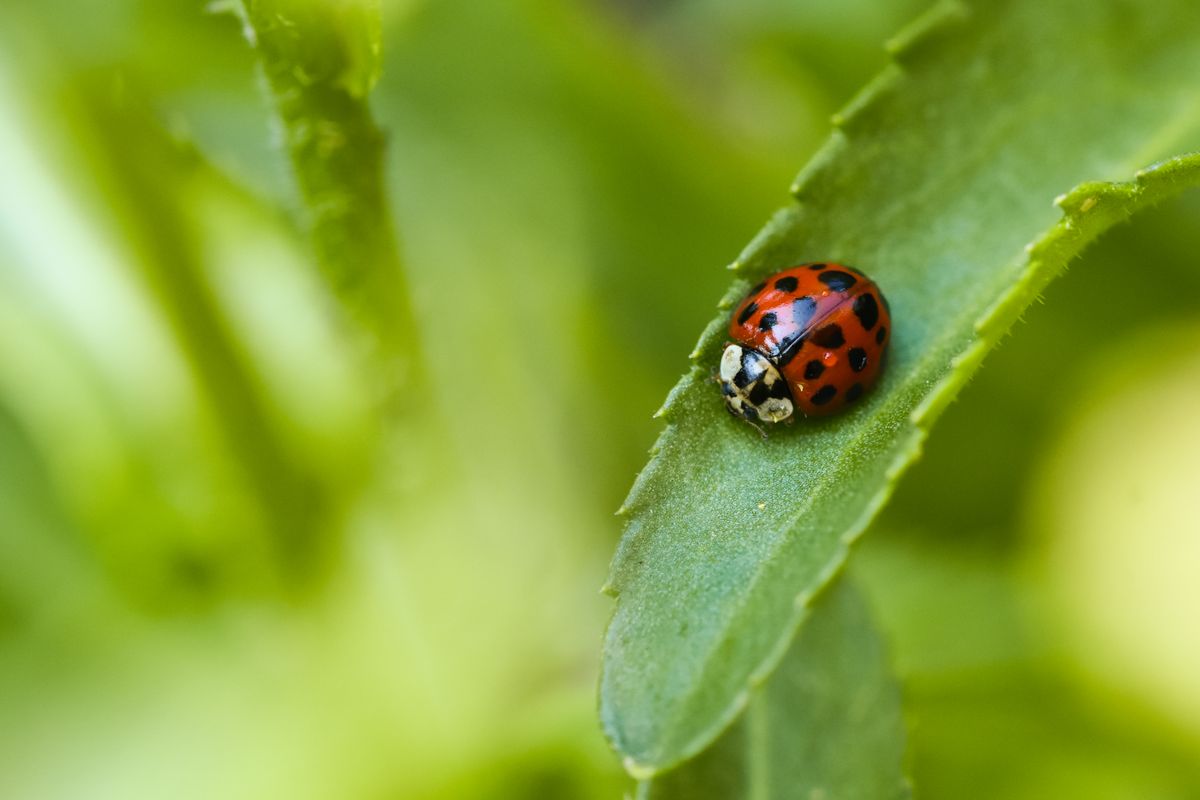 coccinella arlechino
