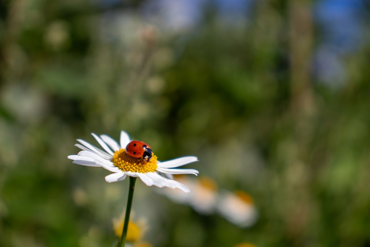 coccinella su un fiore, simbolismo legato all'amore