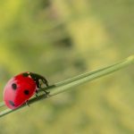 coccinella comune, rossa a 7 punti