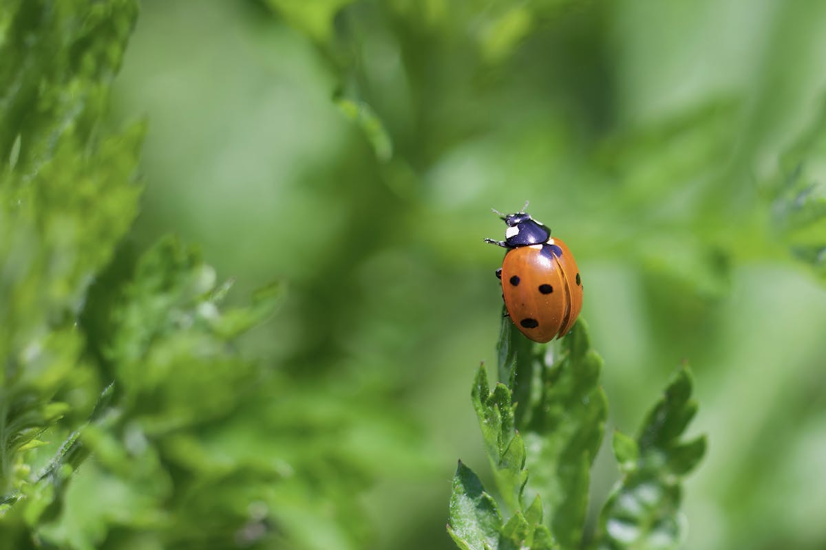 coccinella apre le ali
