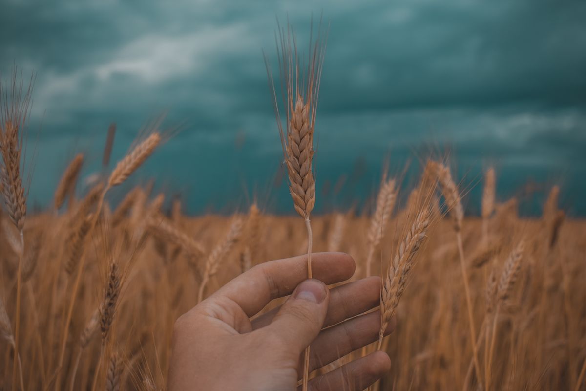 Spiga di grano nella mano, simbolo di quanto è stato seminato
