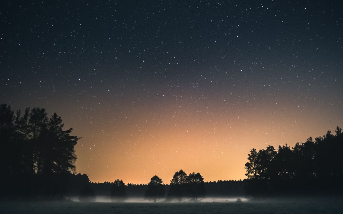 cielo stellato in foresta