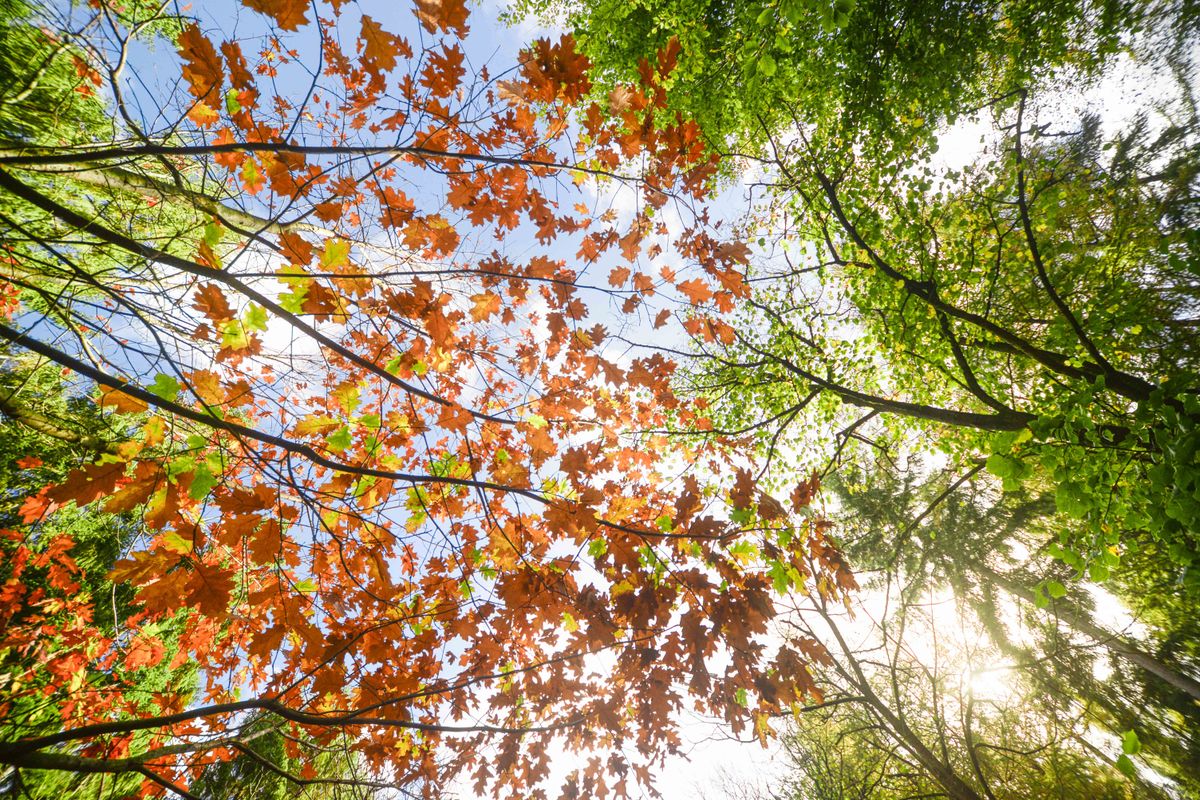 alberi in autunno