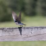 rondine in volo