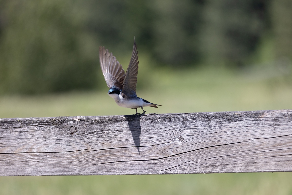 rondine in volo