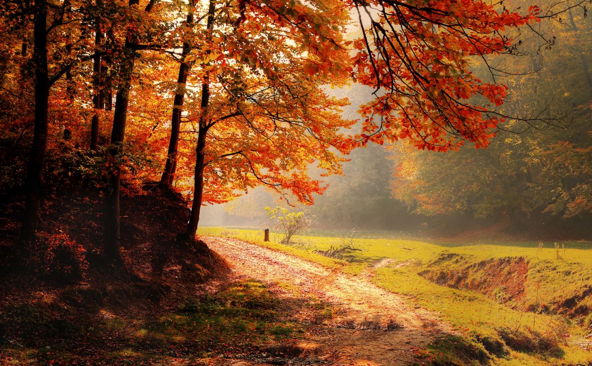 Un sentiero in foresta adornato con fogliame autunnale e caldo sole