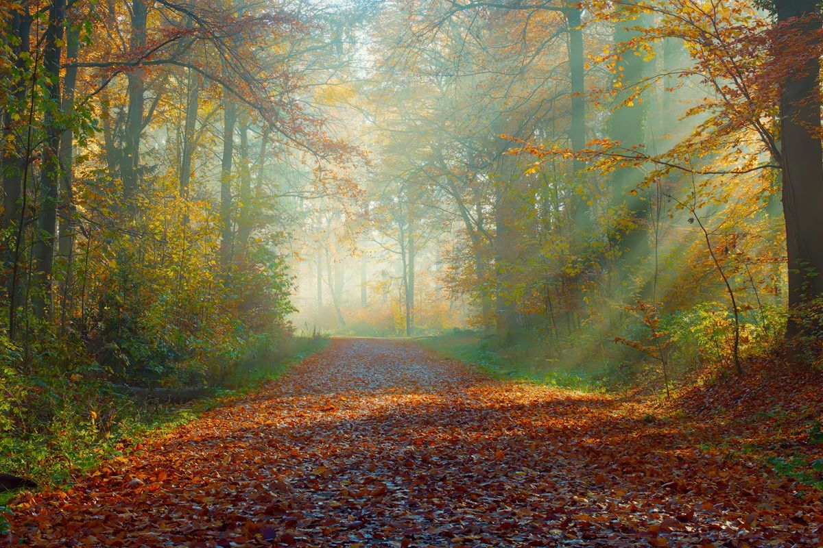 Raggi di sole filtrano attraverso i boschi autunnali nebbiosi su un sentiero sereno a Salzgitter, Germania.