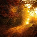 Un sentiero sereno nella foresta illuminato dalla luce dorata del sole in autunno