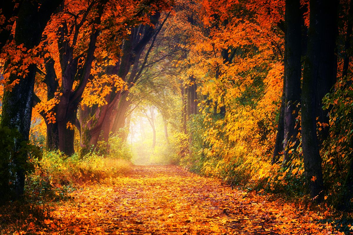 sole e ombra in autunno